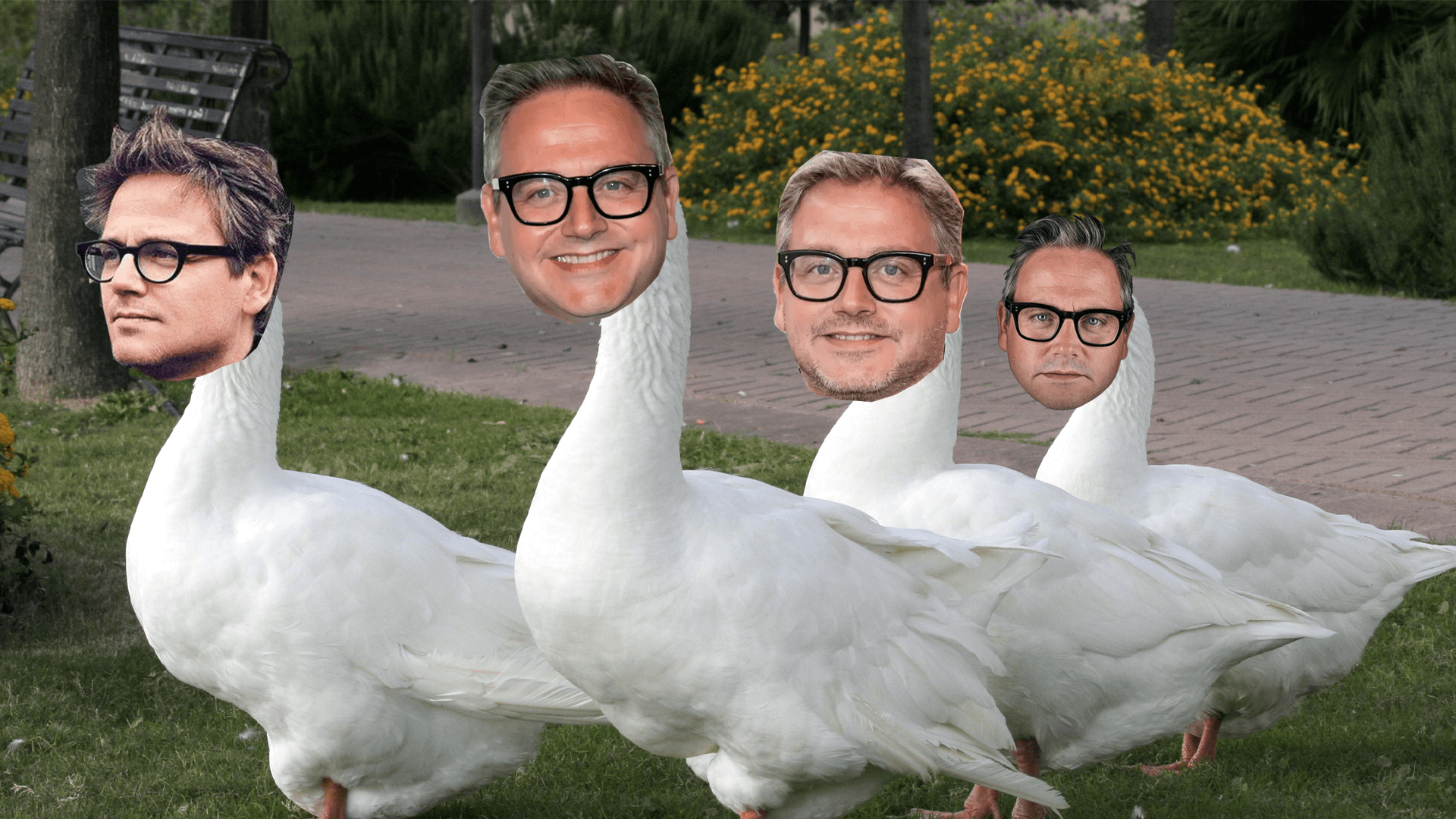 goose meewis